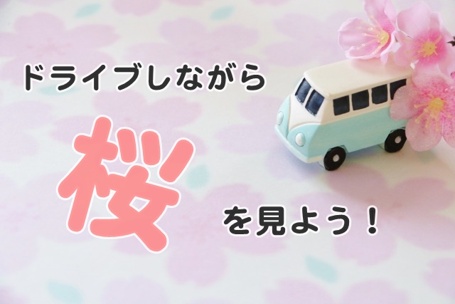 ドライブしながら桜を見よう!