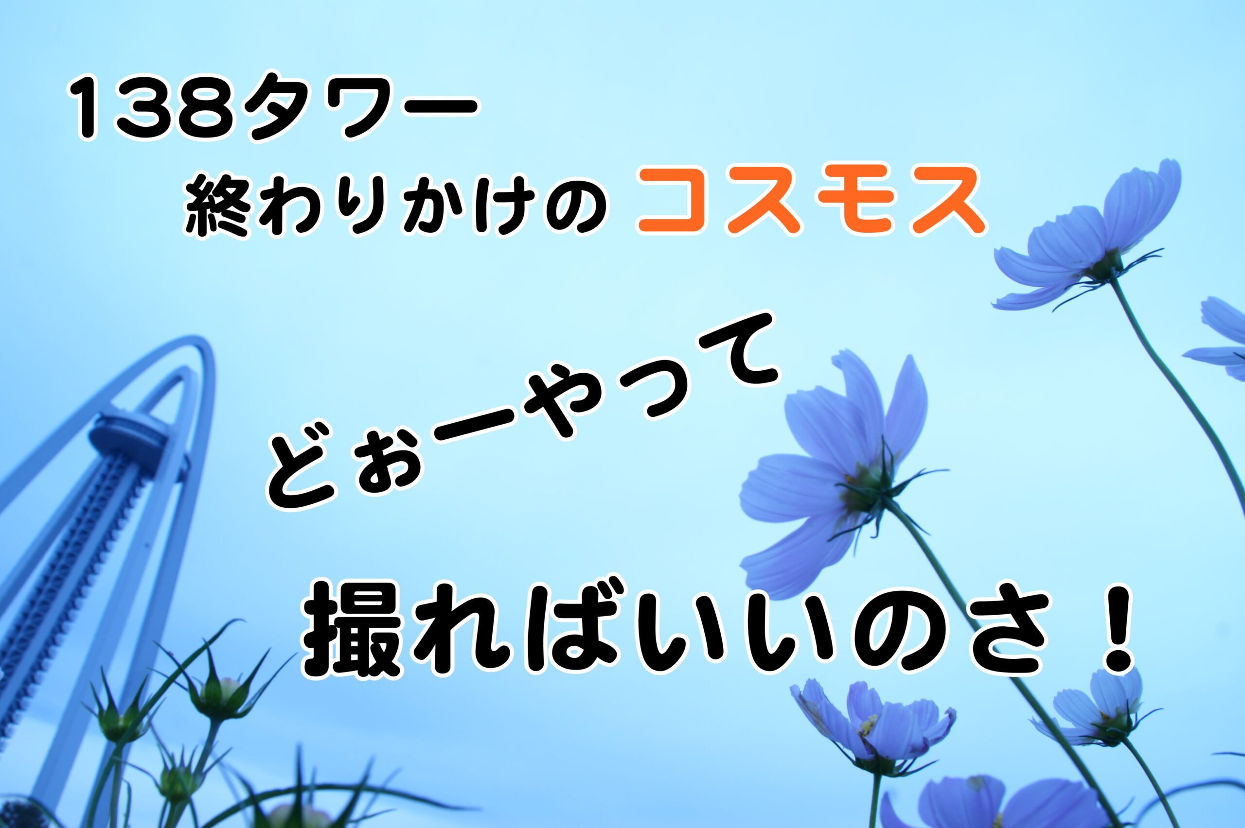 終わりかけのコスモス