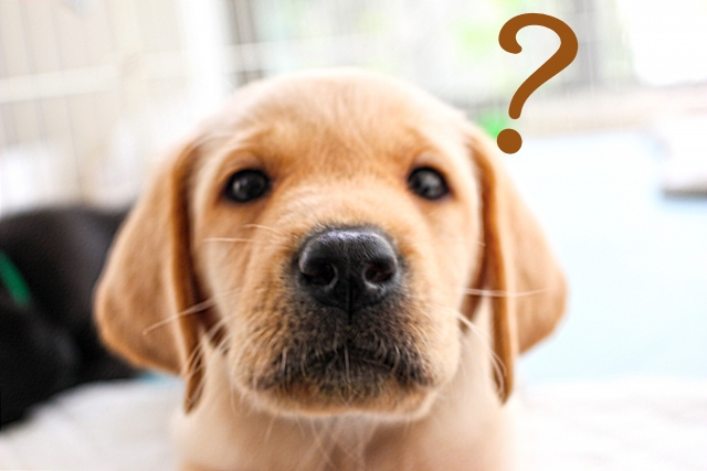 犬が吠える理由とは?