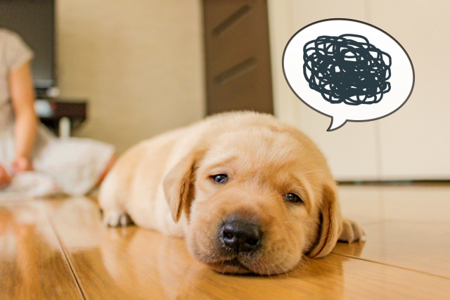 犬との信頼関係を取り戻す