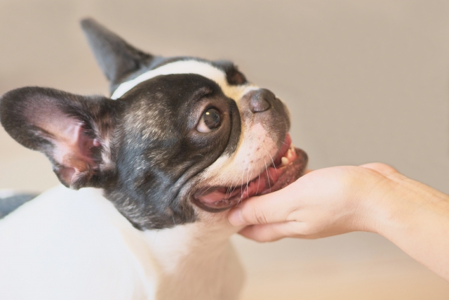 愛犬と会話