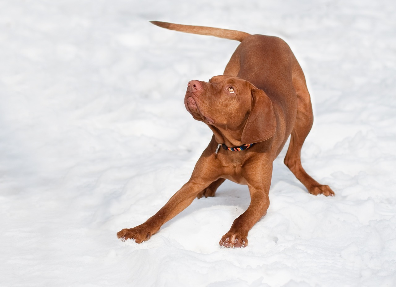 犬が前かがみになる理由