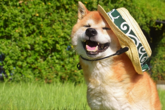 柴犬