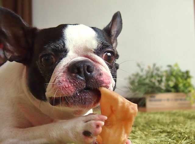 犬のしつけ用おやつ