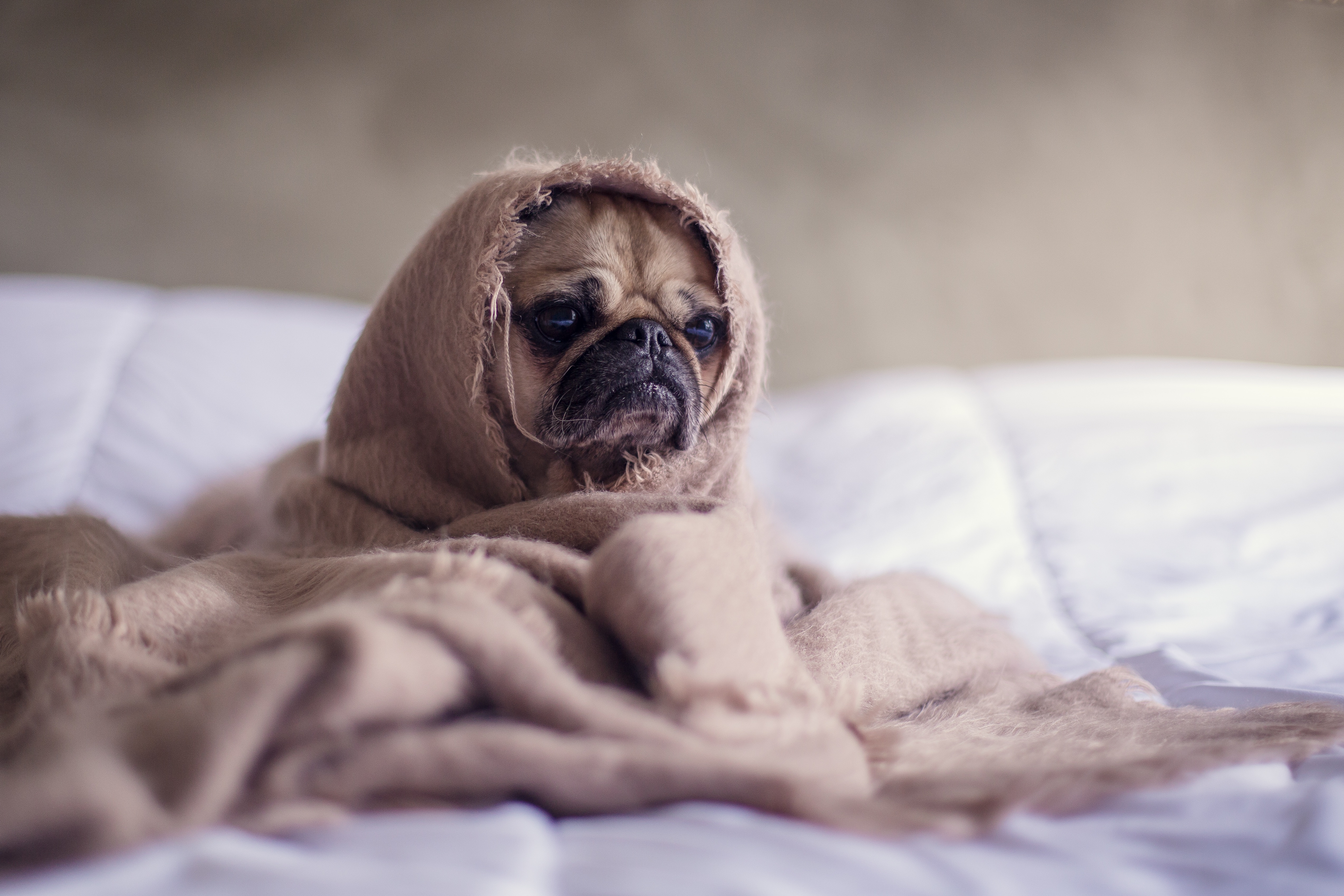 犬との信頼関係を取り戻すための３つのポイント 噛む吠える理由は何 一姫二太郎ママ セイル のてんやわんや毎日 一姫二太郎ママ セイル のてんやわんや毎日