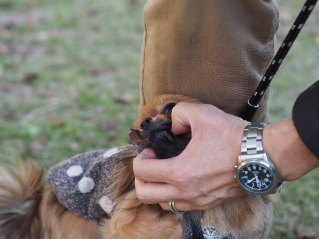 犬との信頼関係を取り戻すための３つのポイント 噛む吠える理由は何 一姫二太郎ママ セイル のてんやわんや毎日 一姫二太郎ママ セイル のてんやわんや毎日