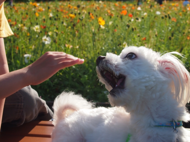 犬との信頼関係を取り戻すための３つのポイント 噛む吠える理由は何 一姫二太郎ママ セイル のてんやわんや毎日