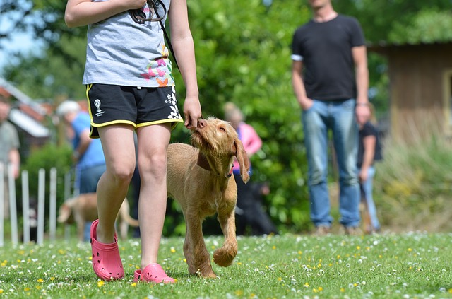 犬との信頼関係を取り戻すための３つのポイント 噛む吠える理由は何 一姫二太郎ママ セイル のてんやわんや毎日