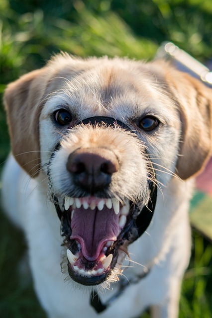 犬との信頼関係を取り戻すための３つのポイント 噛む吠える理由は何 一姫二太郎ママ セイル のてんやわんや毎日