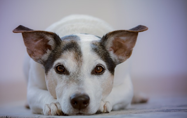 犬のイタズラ・困った行動
